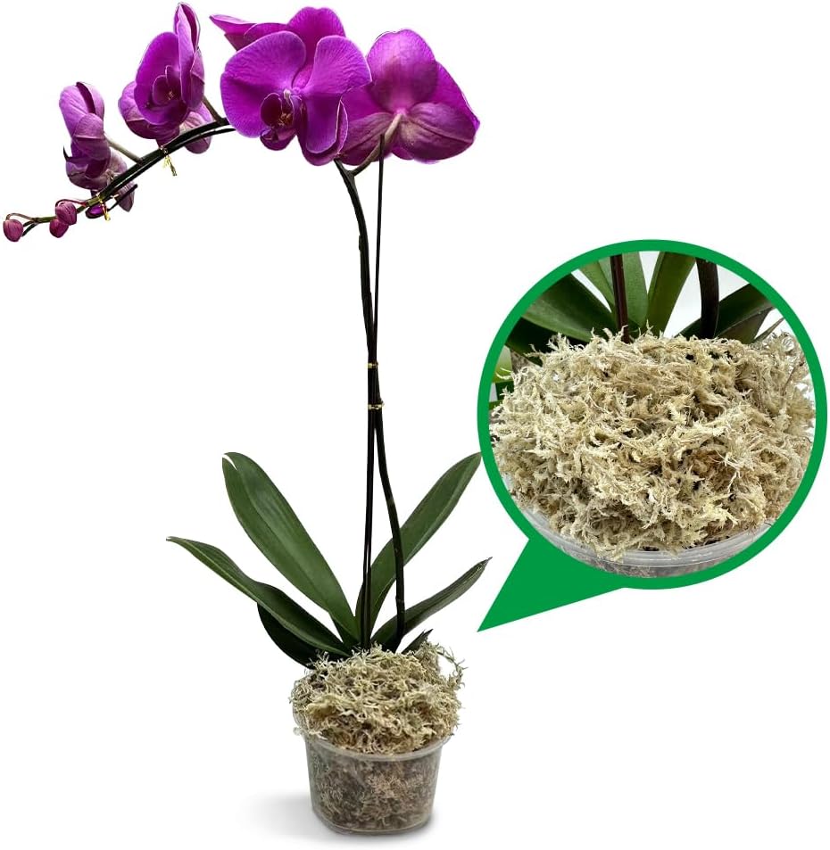 Propagating Tropical Cuttings with Sphagnum Moss and Coco Coir: The Humidity and Rooting Medium Setup That Works