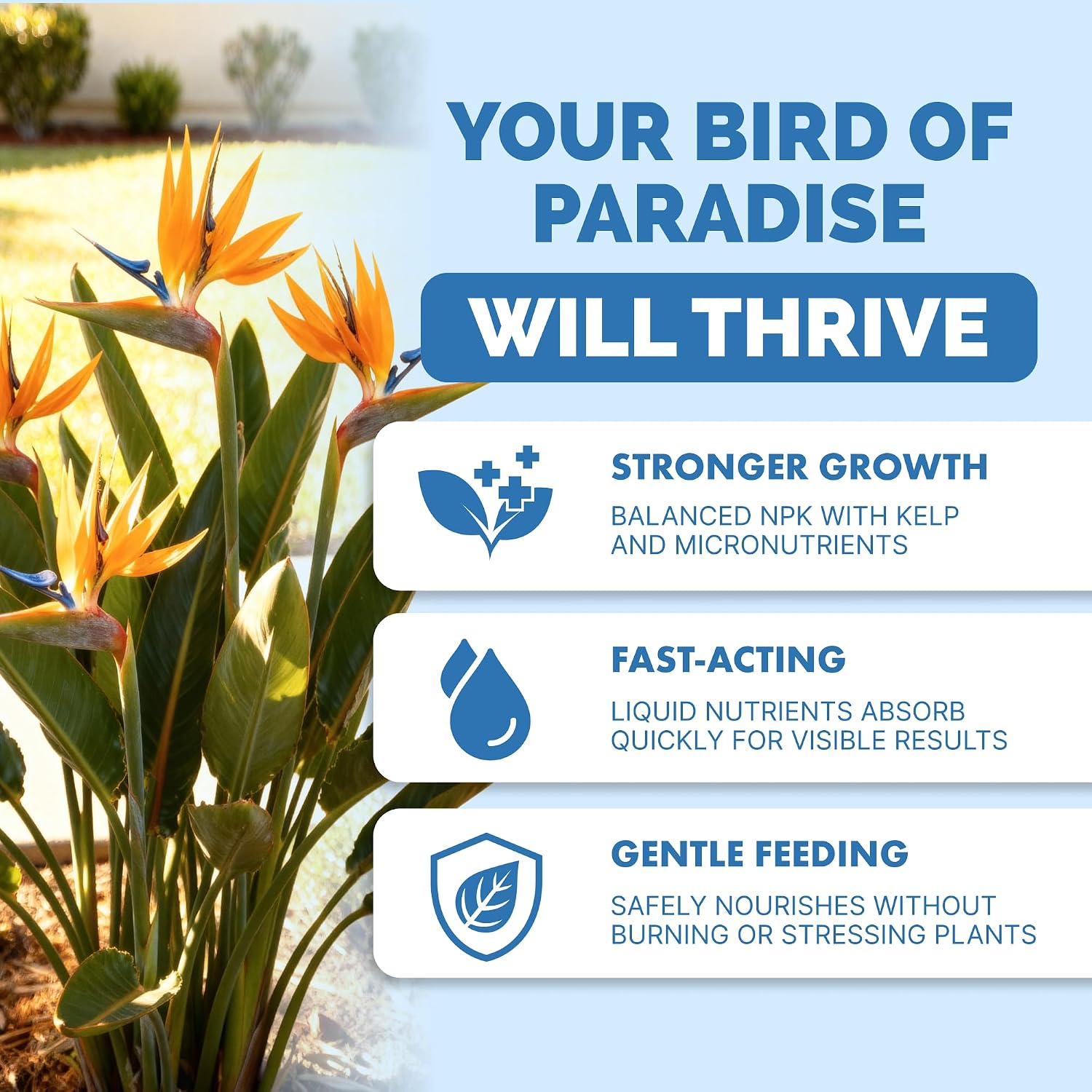 Bird of Paradise in Containers and In-Ground: The Fertilizer and Soil Setup That Produces Blooms Before Year Five
