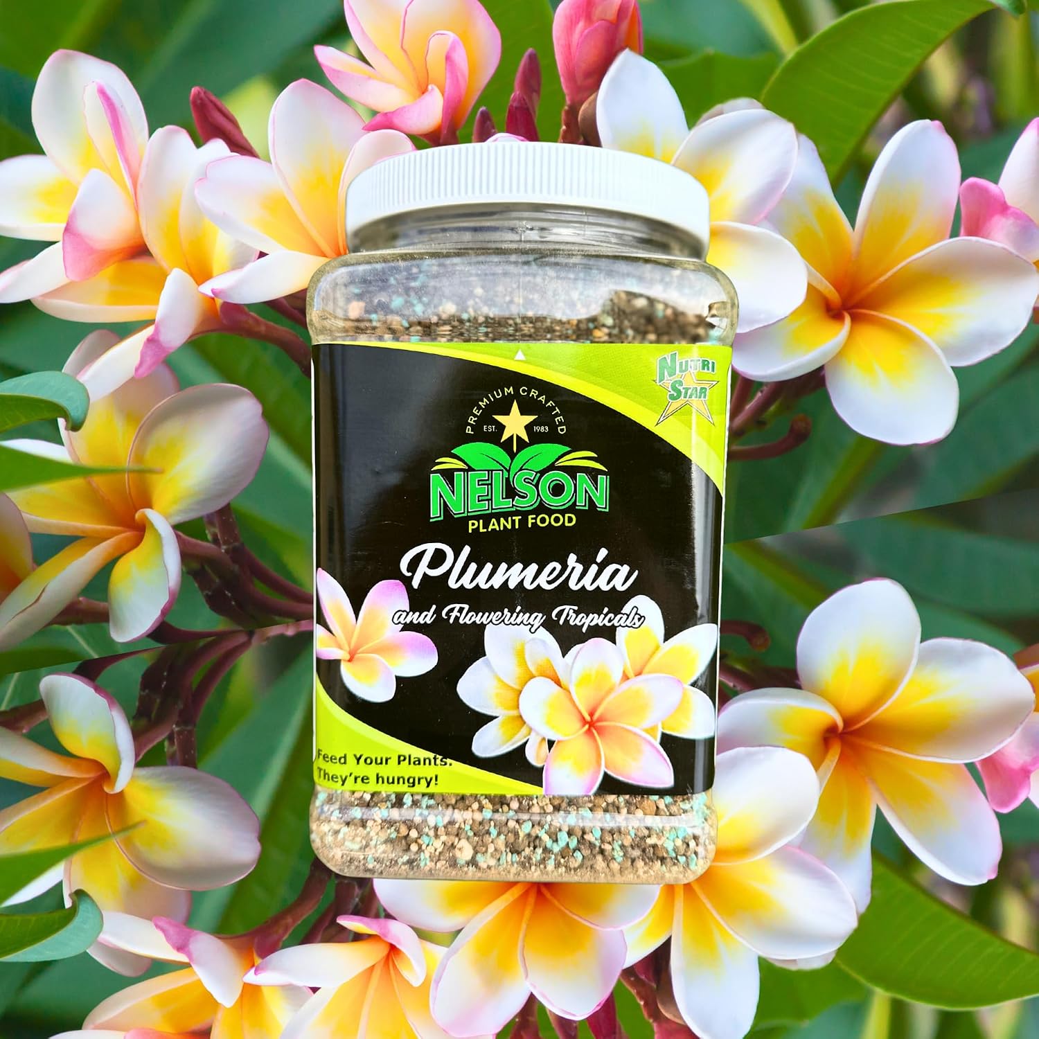Feeding Plumeria for Maximum Bloom: NPK Ratios, Timing, and the Products That Actually Deliver